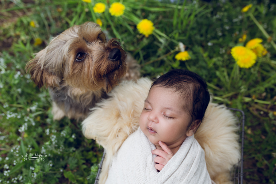 newborn baby and dog in Ottawa